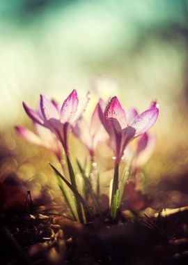 Morning impression with crocuses