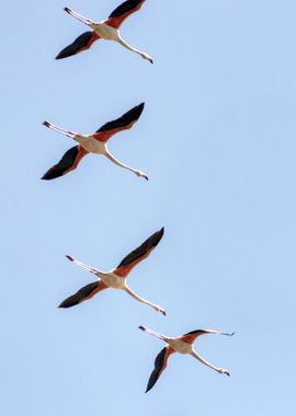 Flamingos