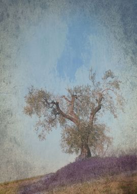 Olive Tree with Lavender in Tuscany