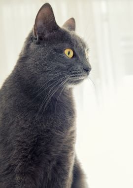 Gray cat with yellow eyes