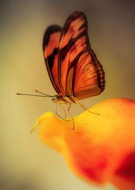 black and orange butterfly sitting on yellow flower