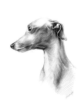 'Italian greyhound Portrait' Poster, picture, metal print, paint by ...