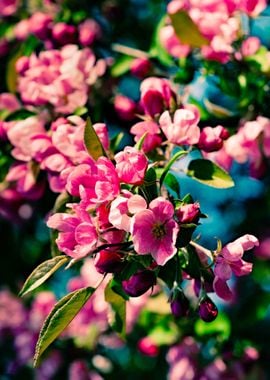 Purple Crab Apple Flowers