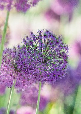 Violet Allium Flowers