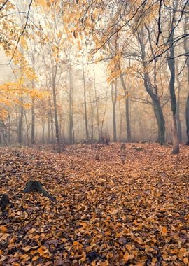 Foggy wood in Northern Italian autumn