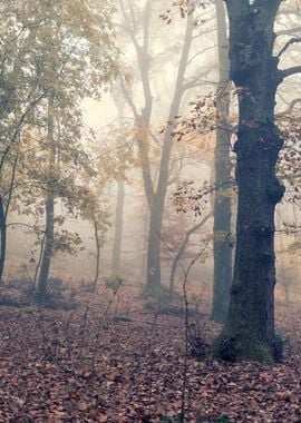 Foggy wood in Northern Italian autumn