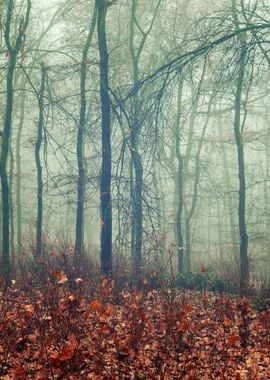 foggy woodland