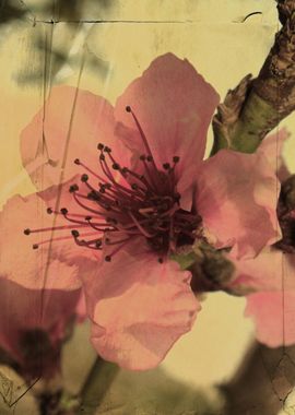 Vintage style almond blossom in Southern Spain. Clare B ... 