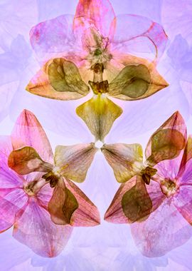 Composition of orchids