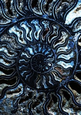 Blue Ammonite