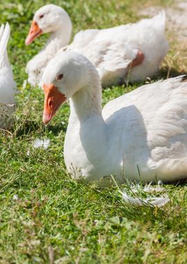 goose on meadow