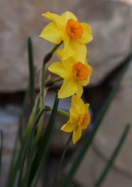 narcissus in the garden