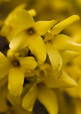 forsythia in the garden