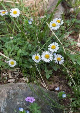 daisy in the meadow