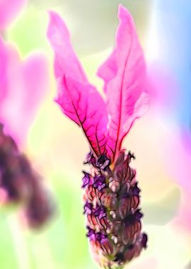 lavender in spring