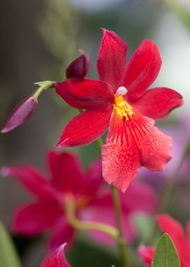 orchid in the garden