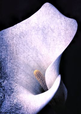 calla lily in the garden