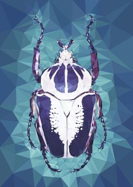 Goliath beetle