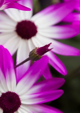 anemone in bloom