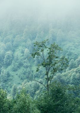 Tree in a Fog