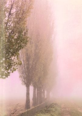 field in the fog