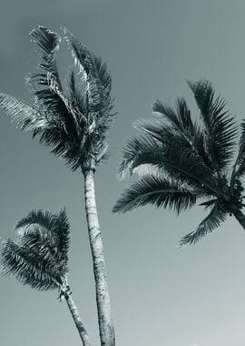 Palm trees