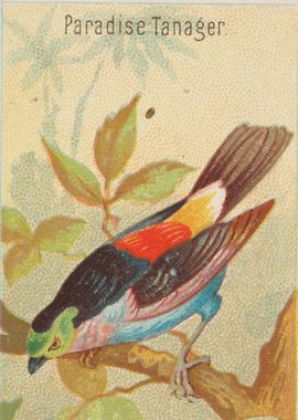 Tropical birds vintage illustration