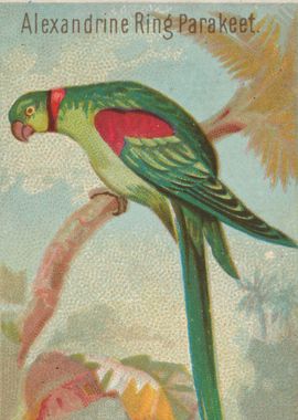 Tropical birds vintage illustration