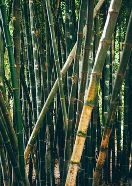 Bamboo Grove