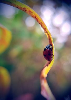 Ladybird Toy Camera Effect