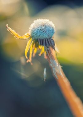 Frozen dandelion