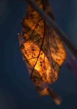 Autumn leaf