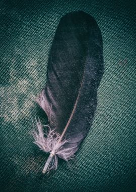 Black feather on an old book cover