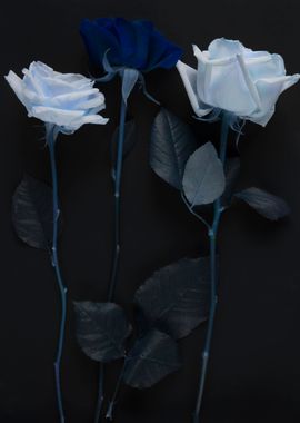 Blue rose