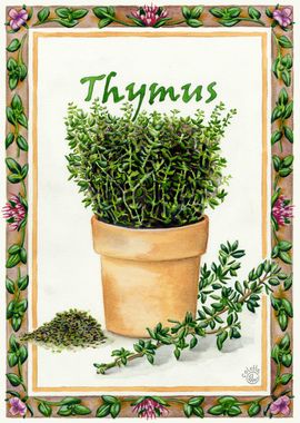 Thymus 