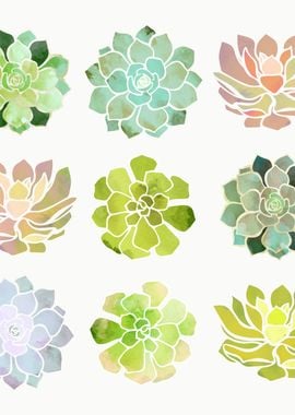 Spring Succulents