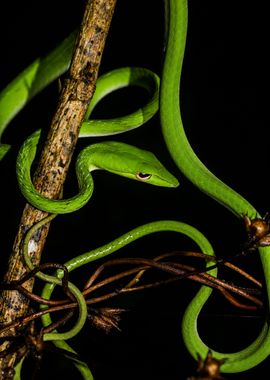 Wrapped (Asian vine snake)