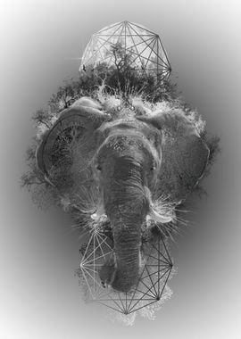 animals elephant