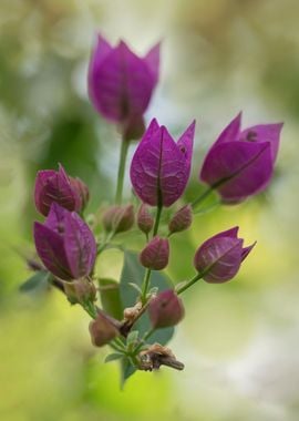 Pink Bougainvillea flowers