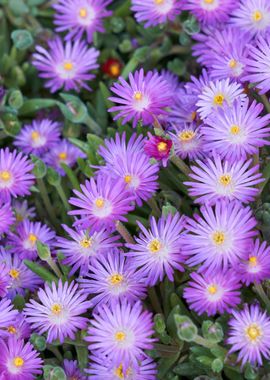 little blue daisies