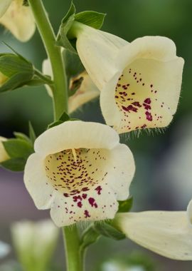 digitalis purpurea flower