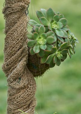 decorative succulent plant