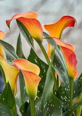 colored calla lily in the 