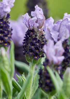 lavender in bloom in the g