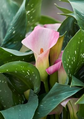 pink calla lily