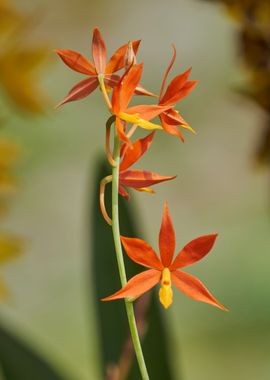 orange orchid in bloom