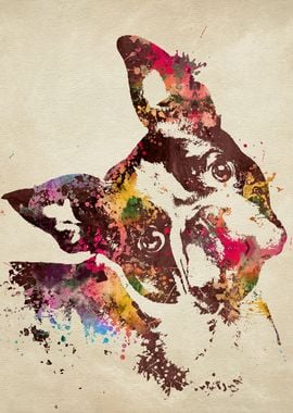 Boston Terrier