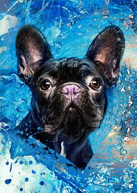 French Bulldog -Frenchie