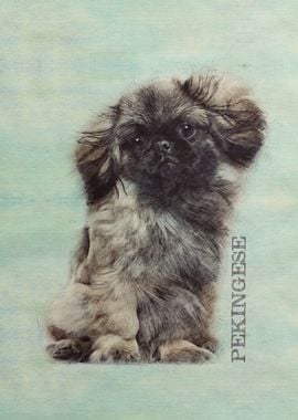 Pekingese puppy