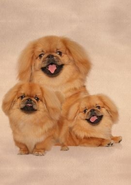 Pekingese dogs collage